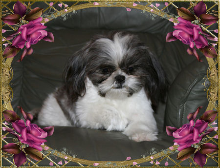Morgan - Chocolate & White factored - Chinese Imperial Shih Tzu